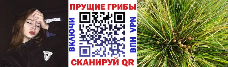 Псилоцибиновые грибы ЛСД  Буй 